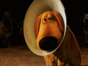 cone of shame up