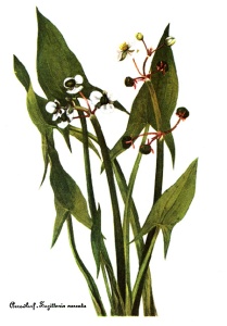 katniss-flower-plant